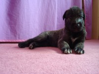 /album/fotogalerie-stenata-puppies/vlkodav-092-jpg/